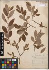 Foto von Salix cinerea L.